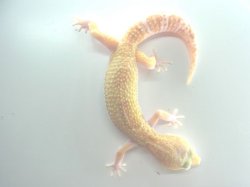 画像5: スノータイフーン★　USCB　