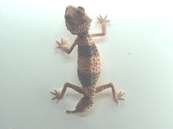 画像2: オビタマオヤモリ　アダルト♀