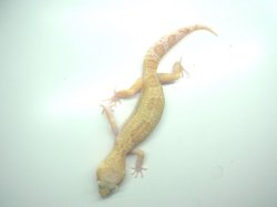 画像6: スノータイフーン★　USCB　