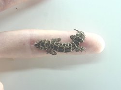 画像6: マツカサヤモリ