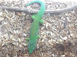 画像3: ヨツメヒルヤモリ★ペア