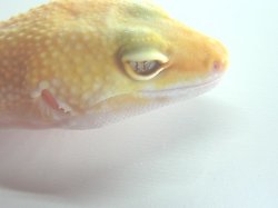 画像4: タンジェリントルネードサングロー★USCB