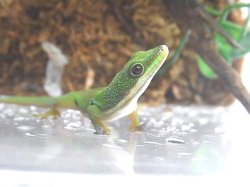 画像5: ヨツメヒルヤモリ★ペア