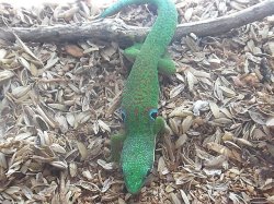 画像4: ヨツメヒルヤモリ★ペア