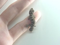 画像5: マツカサヤモリ