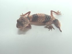 画像6: オビタマオヤモリ　アダルト♀