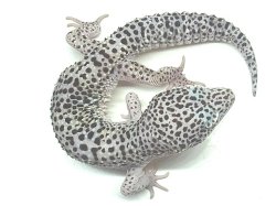 画像5: マックスノーダイオライト★USCB