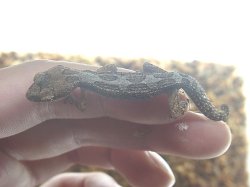 画像3: ヒメササクレヤモリ★ペア