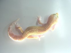 画像2: スノータイフーン★　USCB　