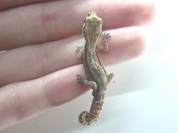 画像5: ヒメササクレヤモリ★ペア