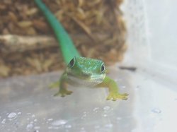 画像2: ヨツメヒルヤモリ★ペア