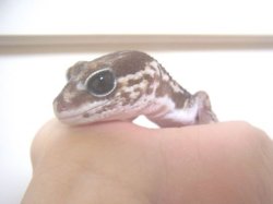 画像4: グラニット♀（Ｓ様ご売約済）