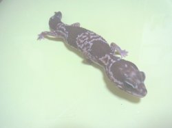 画像3: グラニット♀（Ｓ様ご売約済）