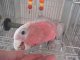 モモイロインコ☆１７３３男の子（お迎え頂きました）