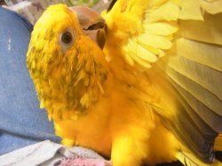 画像5: ニョオウインコＰＨＢＩＩ☆男の子ご売約済