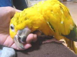 画像3: ニョオウインコＰＨＢＩＩ☆男の子ご売約済