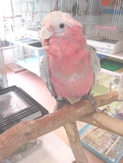 画像3: モモイロインコ☆１７３３男の子（お迎え頂きました）