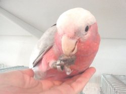 画像4: モモイロインコＵＳ産☆１７３５男の子お迎えいただきました♪