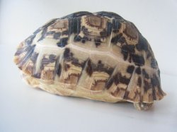 画像5: ソマリアリクガメRift valley産★2015年2月入荷Ｃ 　１８ｃｍUP！ご売約済