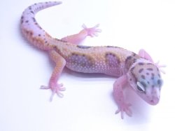 画像10: ホワイトアンドイエロー☆USCB　W＆Y　♀　ヒョウモントカゲモドキ