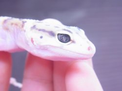 画像11: ホワイトアンドイエロー☆USCB　W＆Y　♀　ヒョウモントカゲモドキ