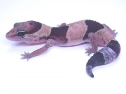 画像2: 100％ヘテロキャラメルアルビノ☆USCB