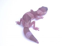 画像6: ご売約　キャラメルアルビノ☆USCB