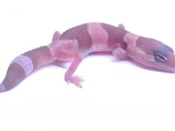 画像2: ご売約　キャラメルアルビノ☆USCB