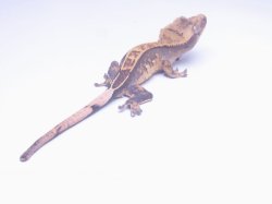 画像2: クレステッドゲッコー　ピンストライプ　ご売約