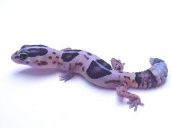 画像2: ホワイトアウト☆USCB