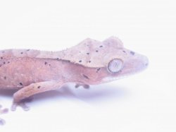 画像3: クレステッドゲッコー　ダルメシアン S様ご売約