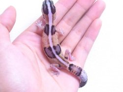 画像5: ホワイトアウトB☆USCB