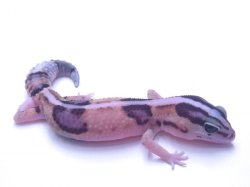 画像3: ホワイトアウトB☆USCB