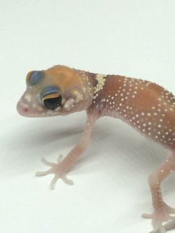 画像2: アンダーウッデイーサウルスミリー　