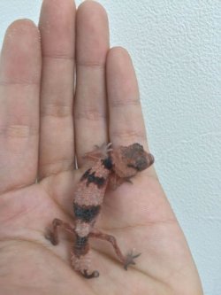 画像6: オビタマオヤモリ　ベビー