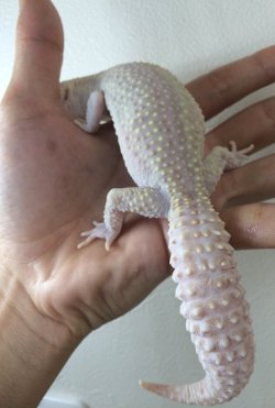 画像5: リバースストライプジャイアントスノーラプター　♀