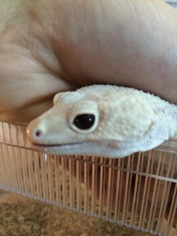 画像7: リバースストライプジャイアントスノーラプター　♀