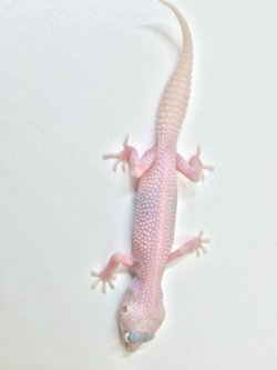 画像3: スーパーマックスノーアルビノリューシ　