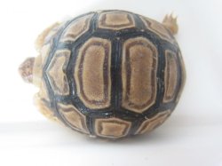 画像5: バブコックヒョウモンリクガメ　ケニア東部産　（ショートボディ）