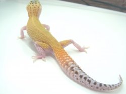 画像4: ブルースポットエクリプス　　　ヒョウモントカゲモドキ　レオパ　（ご売約頂きました♪）