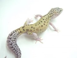 画像3: ブルースポットエクリプス　　　ヒョウモントカゲモドキ　レオパ　