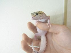 画像6: ご売約　ブルースポットエクリプス　　　ヒョウモントカゲモドキ　レオパ　