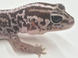 画像4: ホワイトアウトストライプ　完品　ニシアフリカトカゲモドキ　メス