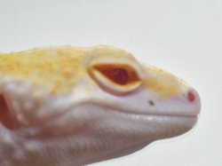 画像4: レイダーサングローエニグマ　メス　　ヒョウモントカゲモドキ