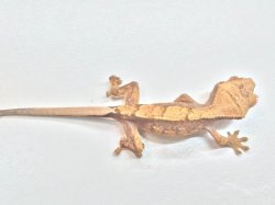 画像6: レッドクリーム　クレステッドゲッコー ご売約