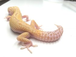 画像5: ラプター　オス　ヒョウモントカゲモドキ