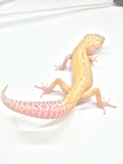 画像3: ラプター　オス　ヒョウモントカゲモドキ