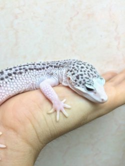 画像2: ギャラクシー　♂　　激レア　黄斑　パラドックス　発現　ヒョウモントカゲモドキ　