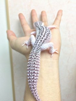 画像3: ギャラクシー　♂　　激レア　黄斑　パラドックス　発現　ヒョウモントカゲモドキ　