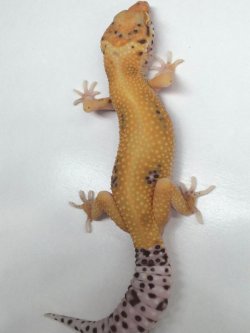 画像4: ベルエニグマ　　ヒョウモントカゲモドキ